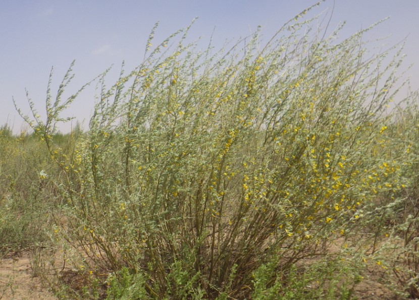 小叶锦鸡儿 caragana (bush)