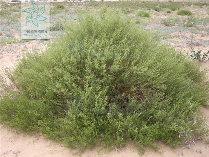 artemisia ordosica 沙蒿由于茎多数丛生,阻沙作用好,为优良的固沙